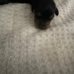 Dachshund Puppies from Mini Dachshund Duo Pups