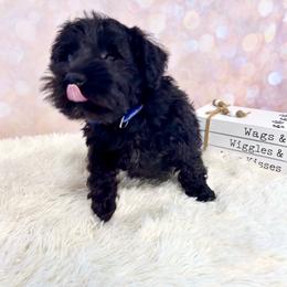 Blue Collar Boy - Black male Miniature Schnauzer puppy in Springfield, Tennessee from My Lovable Schnauzers