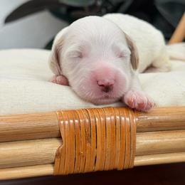 Boy 3 - Parti male Goldendoodle puppy in Elk Grove, California from Doodles by Faith