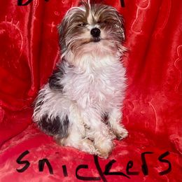 Snickers - Yorkshire Terrier