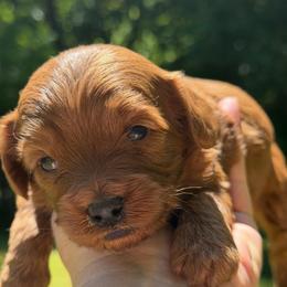 Boy 1 - Red male Cavapoo puppy in Haleyville, Alabama from Susan’s Prefurred Doodles