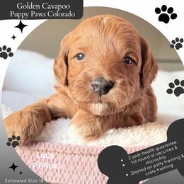 Lucy - Red female Cavapoo puppy in Fort Lupton, Colorado from Puppy Paws Colorado