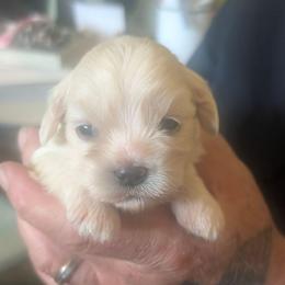 Johnny - Cream male Lhasa Apso puppy in Fort Worth, Texas from Cynthia's Lhasa Apsos