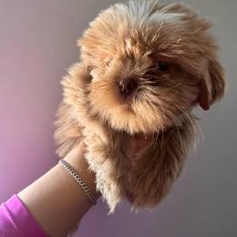Barbie - Cream and white female Shih Tzu puppy in Azusa, California from RJ Shih Tzu lover