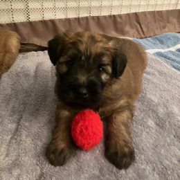 Yellow girl - Wheaten female Soft Coated Wheaten Terrier puppy in Las Vegas, Nevada from Irish Wheatens in Las Vegas
