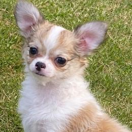 Dora 4500 - Black sabled fawn female Chihuahua puppy in Tulsa, Oklahoma from Hart's Chihuahuas