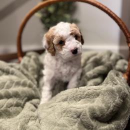 Obie (Obadiah) - White male Cavapoo puppy in Englewood, Ohio from Hart’s Cavapoos