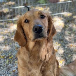 Tully - Golden Retriever