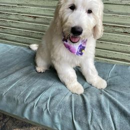 Goldendoodle Puppies from gwen odonell