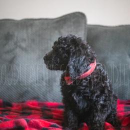 Goldendoodle Puppies from Doodle Me This Goldendoodles