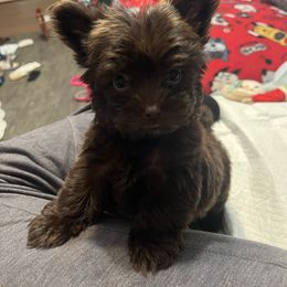 Evie - Yorkshire Terrier