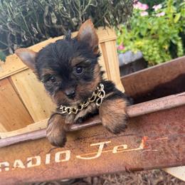 Boy 2 - Black and gold male Yorkshire Terrier puppy in Taylorsville, North Carolina from SilverLining highlands and hounds