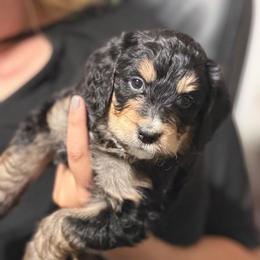 Precious - Tri-color female Bernedoodle puppy in Phelan, California from PuppyPaws4U