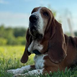 Rosalia - Basset Hound