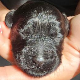 Snoop Dog - Black and tan male Cockapoo puppy in Indiahoma, Oklahoma from Phamily Doodles