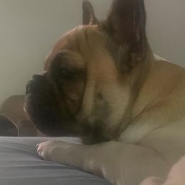 French Bulldogs from McCloney's French Bulldogs