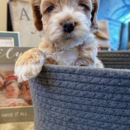 Boaz - Brown male Cockapoo puppy in Brownsboro, Texas from Fresh Mojo Farms&Paws