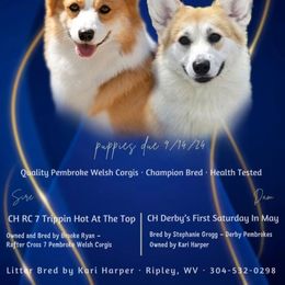 Wendy - Red female Pembroke Welsh Corgi puppy in Ripley, West Virginia from Kari's Pembroke Welsh Corgis