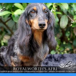 Afri - Dachshund