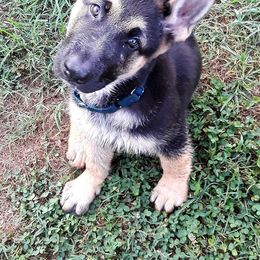 German Shepherd Puppies from Southern Legacy German Shepherds