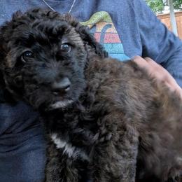 Aspen - Mahogany and white female Saint Berdoodle puppy in Garland, Texas from Brewer's Doodles and French Bulldogs