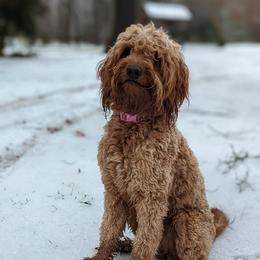 Ellie - Goldendoodle