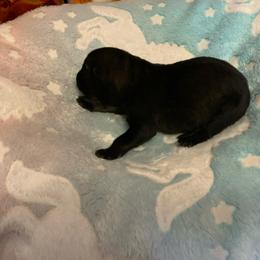 Male 7 - Sable male German Shepherd puppy in Effingham County, Illinois from Delaney Working Dogs