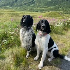 Large Münsterländer Puppies from EAGLES NEST KENNELS