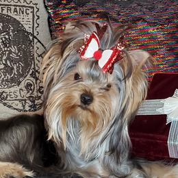 Yumiko - Yorkshire Terrier