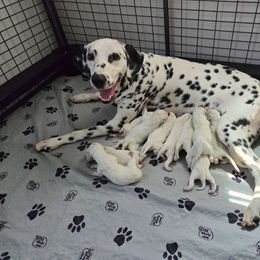 Anya - Dalmatian