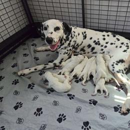 Anya - Dalmatian