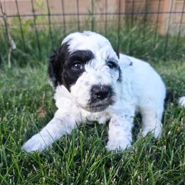 Boris - Black and white male Bernedoodle puppy in Blackfoot, Idaho from Draper Mountain Doodles