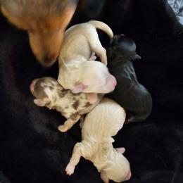 Red dapple female - Dapple female Dachshund puppy in Paige, Texas from 3D Mini Dachounds