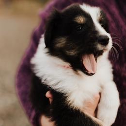 Old Time Scotch Collie Puppies from The Fiddlesticks Farm