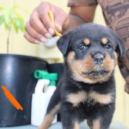 Girl 2 - Black and mahogany female Rottweiler puppy in Tallahassee, Florida from Patrick's Pups