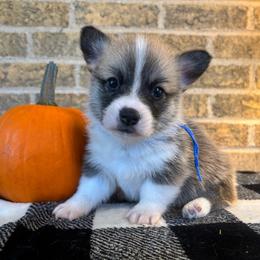 Blue Collar Male - Sable male Pembroke Welsh Corgi puppy in Mcarthur, Ohio from Bentley Corgis LLC