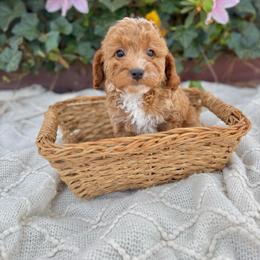 Miss Purple - Brown female Cavapoo puppy in Goldsboro, North Carolina from The Grantham House