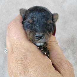 Hershey - Black and gold female Yorkshire Terrier puppy in Middleton, Idaho from Rocky Mountain Yorkies