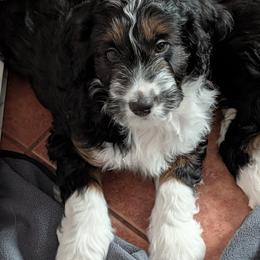 Cosmo - Black tri-color male Aussiedoodle puppy in New Durham, New Hampshire from Ridgeview Aussiedoodles