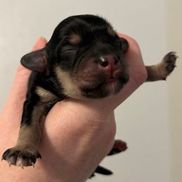 Male 1 - Black & tan tri-color male Maltipoo puppy in Sacramento, California from Honeys Maltipoo’s