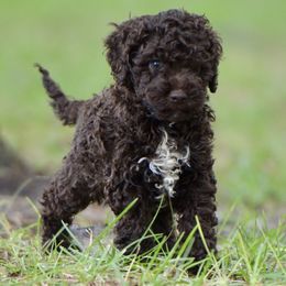 Orion - Brown male Lagotto Romagnolo puppy in St. Augustine, Florida from LBK & Ancient City