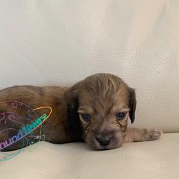 Jupiter - Cream male Dachshund puppy in Peyton, Colorado from Dachshund Universe