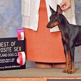 Manchester Terriers from Belev Itornot Manchester Terriers