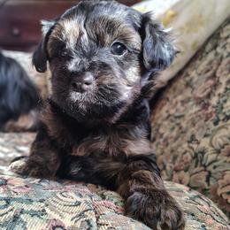 Wicket (the Ewok) - Black and tan male Yorkipoo puppy in Woodruff, Arizona from Desert Flower Breeders