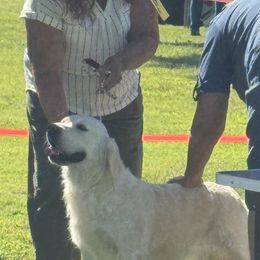 Golden Retriever puppies from R Ranch Goldens