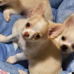El Toro - Cream and white male Chihuahua puppy in Springfield, Missouri from Casadelopez Tails