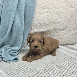 Tracker - Red male Cavapoo puppy in Floyd, Virginia from Hearts and Paws Poodles and Doodles