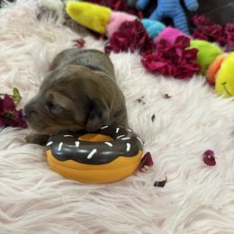 Dachshund Puppies from Gulfishan Kennels