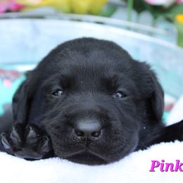 Labrador Retriever Puppies from Precious Mountain View Labrador