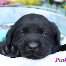 Labrador Retriever Puppies from Precious Mountain View Labrador